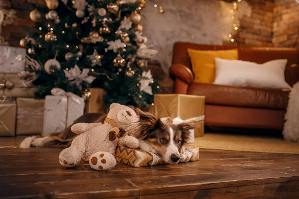 Собака в рождественском интерьере. Пограничный колли в новогодних украшениях — стоковое фото