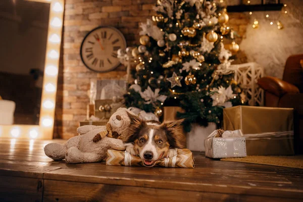 Kutya a karácsonyi lakásban. Border Collie újévi dekorációk — Stock Fotó