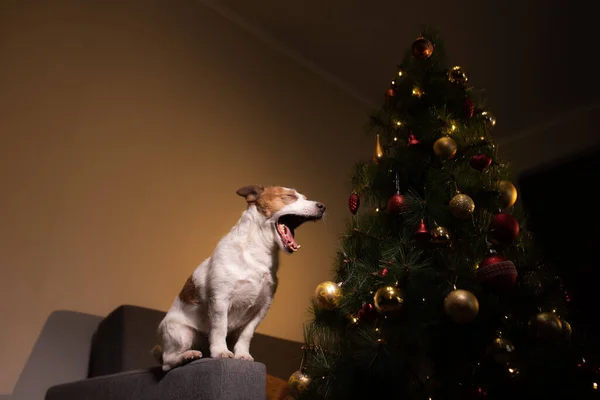 Cão na árvore de Natal. Jack russell terrier em decorações de anos novos em casa — Fotografia de Stock