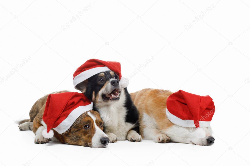 three dogs in New Years caps. Pembroke welsh corgi and cardigan on white background