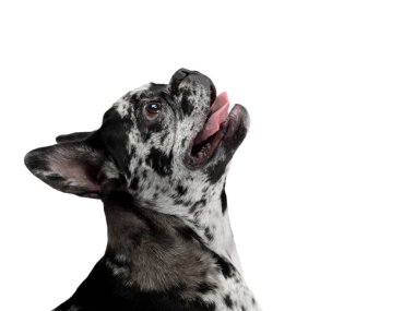 Beyaz arka planda bir köpek. Nadir bulunan mermer renkli Fransız Bulldog. Stüdyoda evcil hayvan