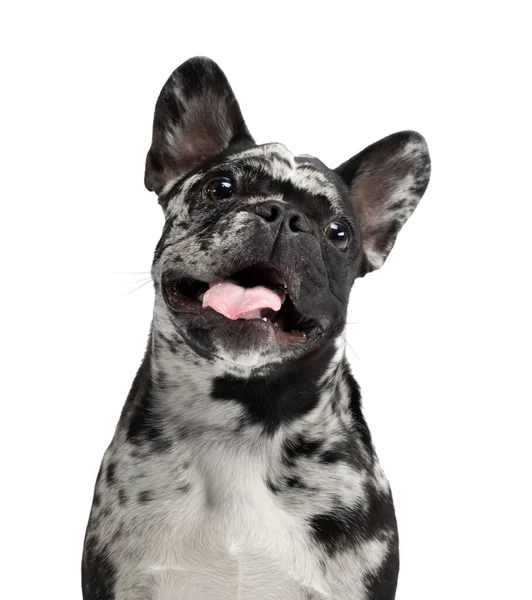 개가 흰색 배경에 있다. 프랑스 불독 희귀 한 대리석 색상. 스튜디오에 있는 애완 동물 — 스톡 사진