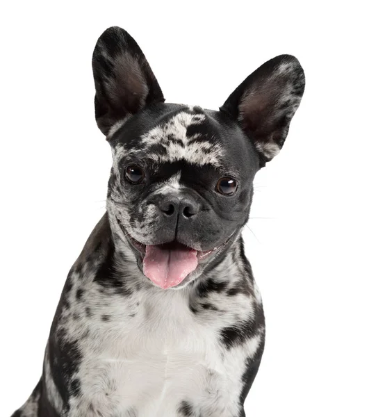 Cane su sfondo bianco. Bulldog francese di raro colore marmo. Animali domestici in studio — Foto Stock