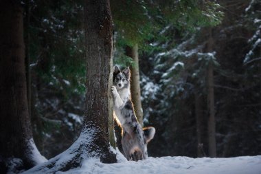 Kışın ormanda bir köpek. İtaatkar sınır köpeği doğada