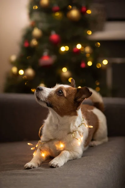 Pies na choince. Jack Russell terrier w dekoracjach noworocznych w domu — Zdjęcie stockowe