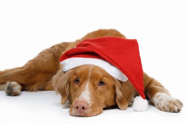 Yeni yıl şapkalı bir köpek. Nova Scotia Duck Tolling Retriever. Tatil hayvanı.