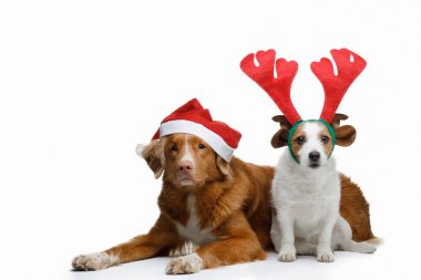 Noel şapkalı iki komik köpek. Tatil hayvanları. Jack Russell ve Nova Scotia Duck Tolling Retriever
