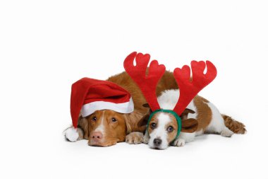 Noel şapkalı iki komik köpek. Tatil hayvanları. Jack Russell ve Nova Scotia Duck Tolling Retriever