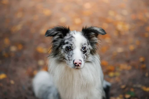 Dog in the leaves in nature. Border collie in park — Stock Photo, Image