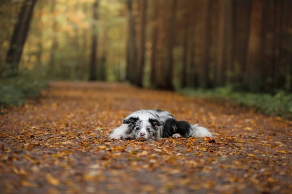 Cane tra le foglie in natura. Collie di confine nel parco — Foto Stock