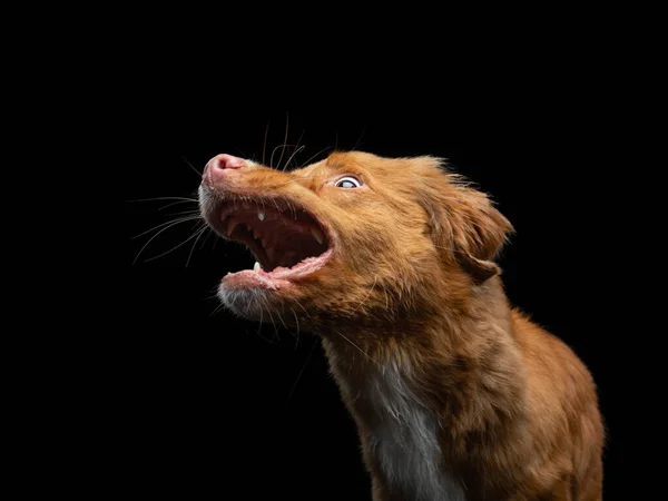 Cão pegar uma comida. Bocal engraçado Nova Scotia Duck Tolling Retriever. Ângulo largo. Pet em preto — Fotografia de Stock