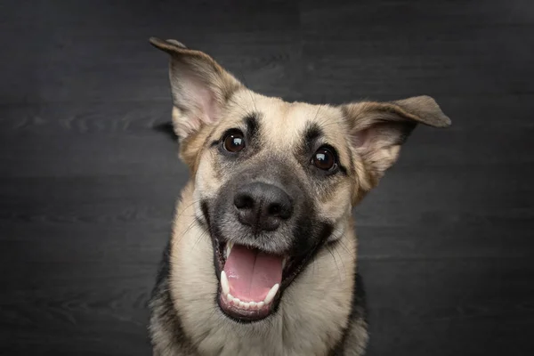 Lustiges Porträt. Hund im Studio auf schwarzem Hintergrund — Stockfoto