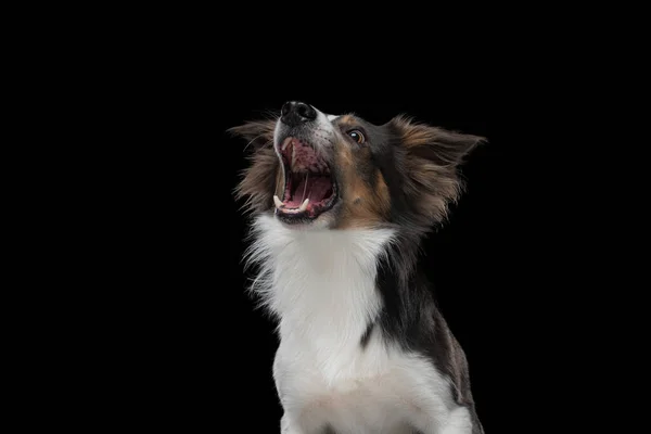 Hund fängt Futter. Lustiger Maulkorb Border Collie. Weitwinkel. Haustier auf schwarz — Stockfoto