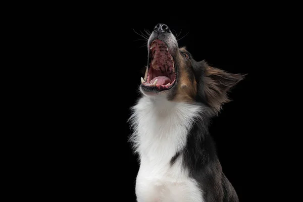 Chien attraper une nourriture. Amusant collie bordure muselière. Grand angle. Animaux de compagnie sur noir — Photo