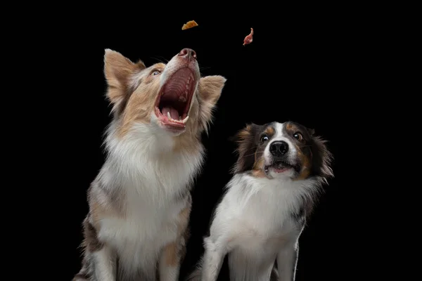Двоє собак ловлять їжу. Забавна дулова прикордонна коллі. Широкий кут. Тварина на чорному — стокове фото