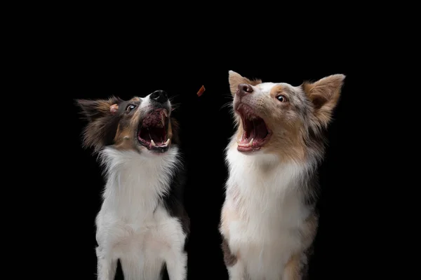Δύο σκυλιά τρώνε. Αστείος κόλεϊ συνόρων φίμωτρο. Ευρεία γωνία. Pet σε μαύρο — Φωτογραφία Αρχείου