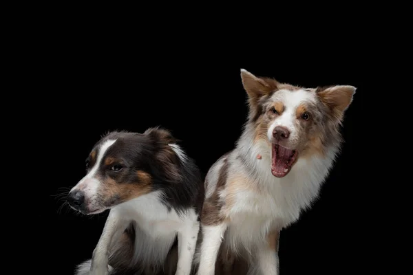 Két kutya elkap egy ételt. Vicces torkolattorkolat collie. Széles látószög. Fekete kisállat. — Stock Fotó