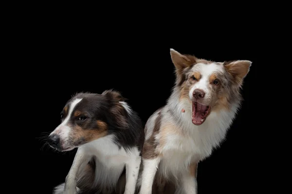 Two dogs catch a food. Funny muzzle border collie. Wide angle. Pet on black — Stock Photo, Image