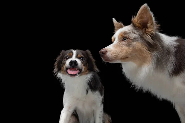 İki köpek bir yiyecek yakalar. Komik namlu ağızlıklı çoban köpeği. Geniş açı. Siyah üzerine evcil hayvan — Stok fotoğraf