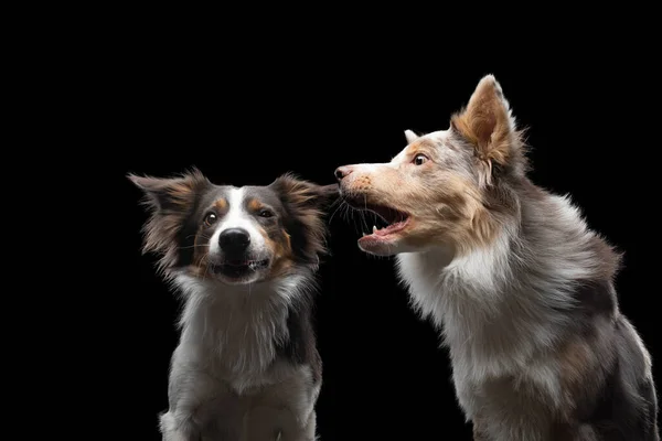 Deux chiens attrapent une nourriture. Amusant collie bordure muselière. Grand angle. Animaux de compagnie sur noir — Photo
