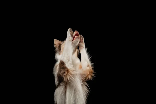 As patas de ondas de cão. engraçado fronteira collie no um preto fundo no o estúdio — Fotografia de Stock