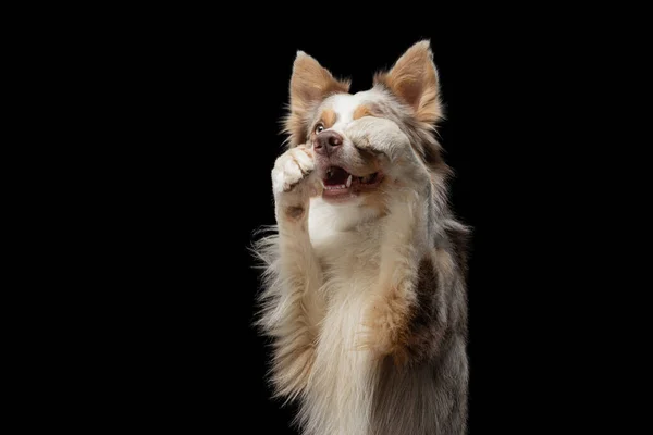 Psí tlapky. Funny border kolie na černém pozadí ve studiu — Stock fotografie