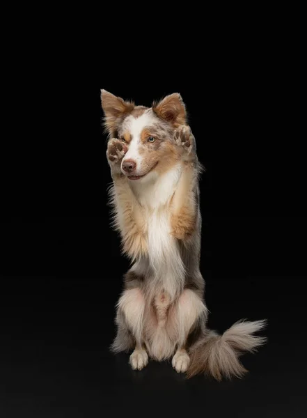 El perro agita las patas. Funny border collie sobre un fondo negro en el estudio —  Fotos de Stock