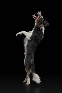 Köpek diskin üzerinden atlıyor. Stüdyoda siyah bir arka planda evcil hayvan..