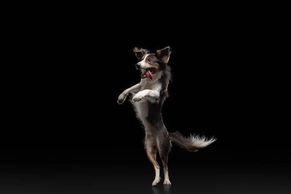 Hund springt über die Scheibe. Haustier im Studio auf schwarzem Hintergrund. — Stockfoto