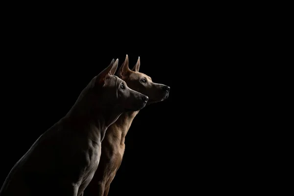 Two dogs on a black background. Thai ridgeback puppy and adult dog — Stock Photo, Image