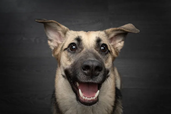 Retrato divertido. perro en estudio sobre fondo negro —  Fotos de Stock