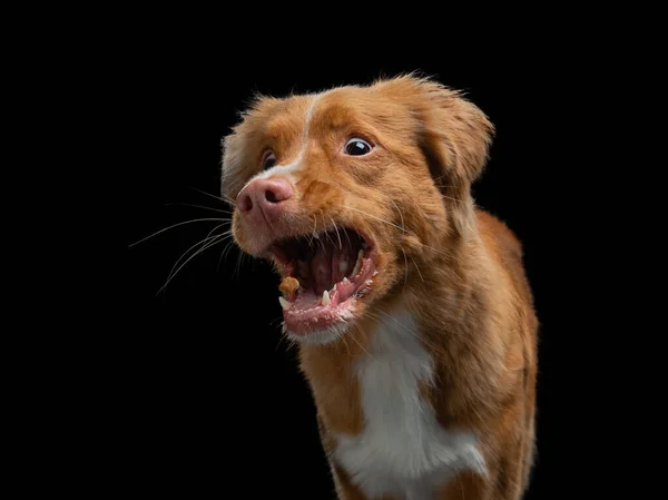 A kutya elkap egy ételt. Vicces szájkosár Új-Skócia Kacsa Tolling retriever. Széles látószög. Fekete kisállat. — Stock Fotó