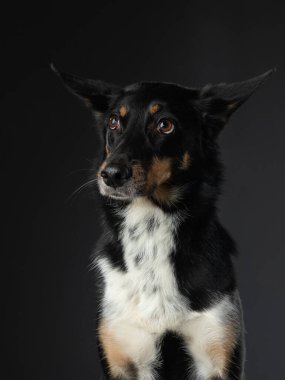 Köpeğin komik portresini karıştır. Stüdyoda siyah üzerine sevimli bir hayvan 