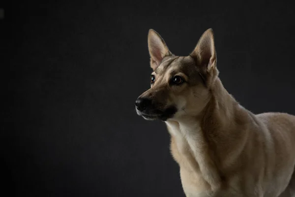 Mieszaj zabawny portret psa. Uroczy zwierzak w studio na czarno — Zdjęcie stockowe