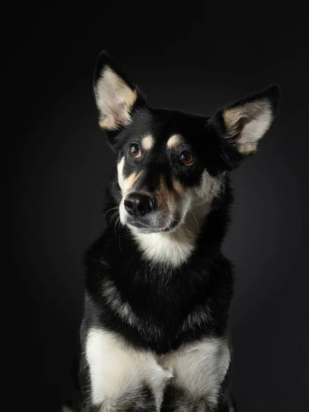 Misturar cão retrato engraçado. Encantador animal de estimação no estúdio em preto — Fotografia de Stock