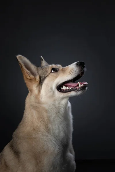 Mix dog funny portrait. Charming pet in studio on black — Stock Photo, Image