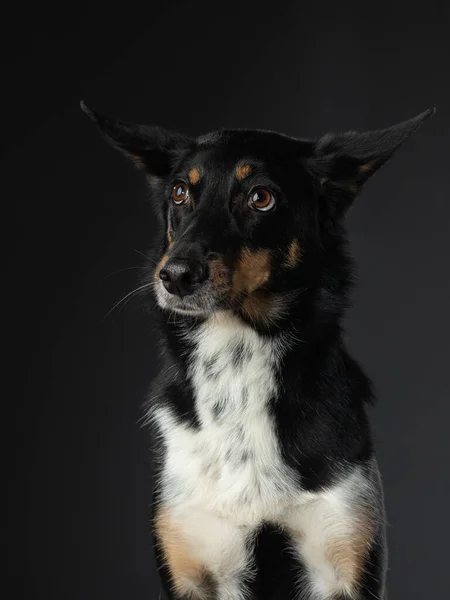 Misturar cão retrato engraçado. Encantador animal de estimação no estúdio em preto — Fotografia de Stock