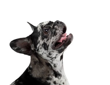 Beyaz arka planda bir köpek. Nadir bulunan mermer renkli Fransız Bulldog. Stüdyoda evcil hayvan