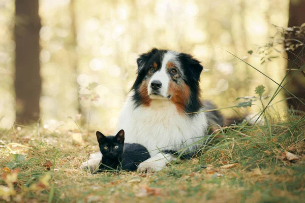 Cães e um gato preto. Pastor australiano na natureza — Fotografia de Stock