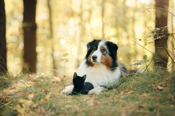 Dogs and a black cat. Australian Shepherd in nature — Stock Photo, Image