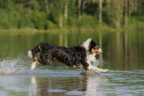 Perro salta al agua. Una mascota activa en el lago. Pastor australiano tricolor —  Fotos de Stock