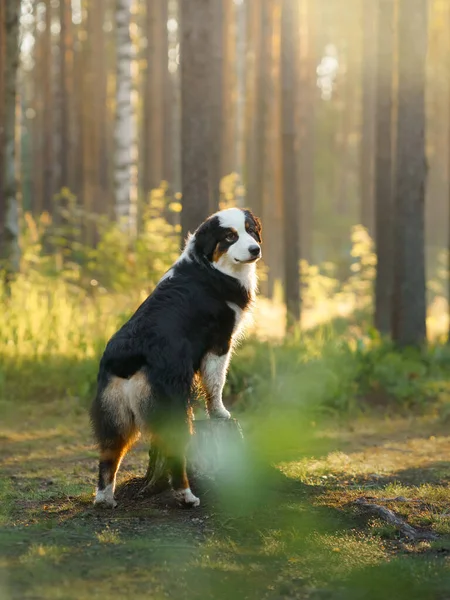 Perro en un bosque. Pastor australiano en la naturaleza. Paisaje con una mascota. —  Fotos de Stock