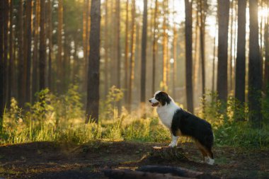 Ormandaki köpek. Avustralya çoban köpeği. Bir evcil hayvanla manzara.