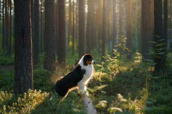 Perro en un bosque. Pastor australiano en la naturaleza. Paisaje con una mascota. —  Fotos de Stock