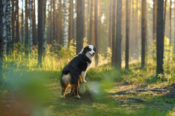 Perro en un bosque. Pastor australiano en la naturaleza. Paisaje con una mascota. —  Fotos de Stock