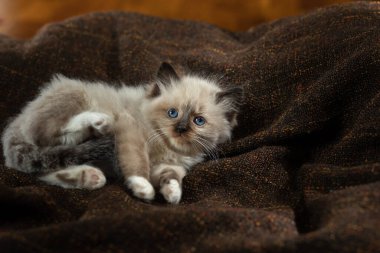 Ekoseli kedi yavrusu. İki Renkli Bez Bebek Kedisi