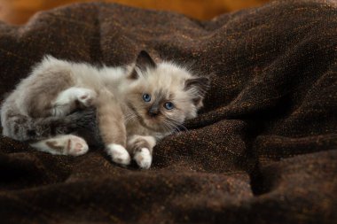 Ekoseli kedi yavrusu. İki Renkli Bez Bebek Kedisi