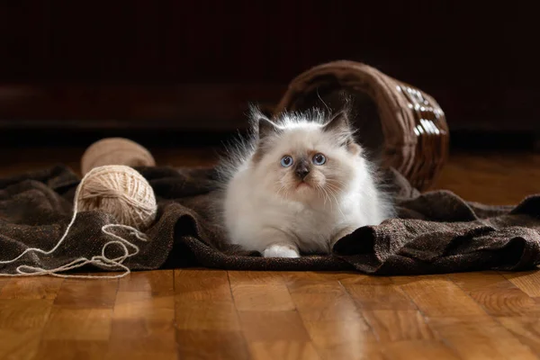 Gatito en marrón en una tela a cuadros. Bicolor trapo muñeca gato — Foto de Stock