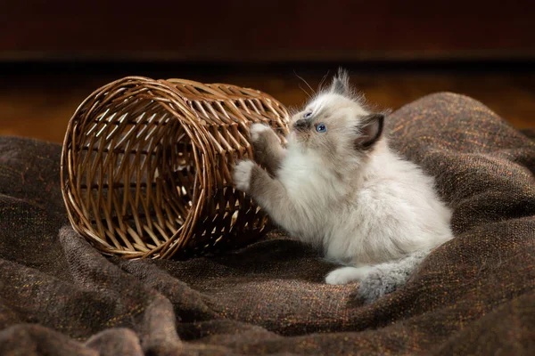 Kotek w brązowej kratce. Dwukolorowy szmaciany kot lalka — Zdjęcie stockowe