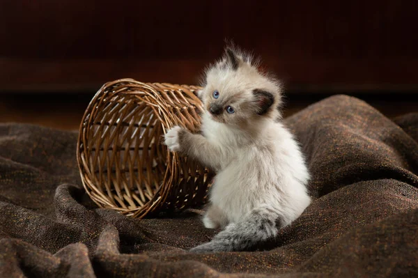 Kitten op bruin in een ruitje. Tweekleurige Rag Doll Cat — Stockfoto